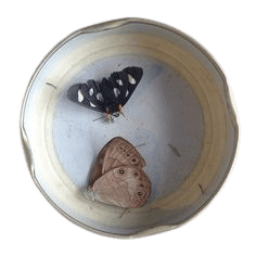 moth jar