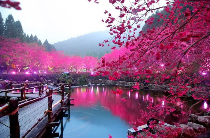 Cherry blossom lake tree