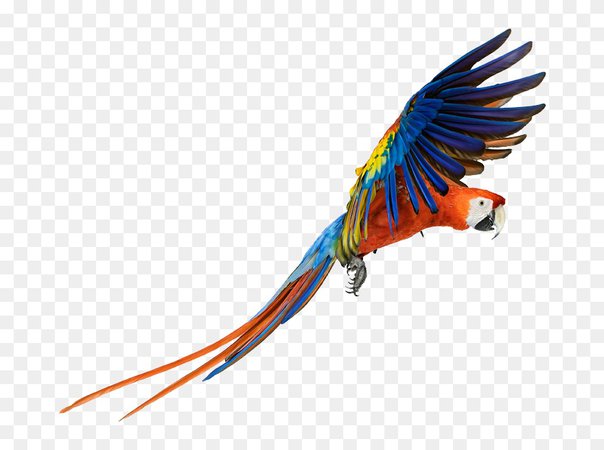 Parrot Rainbow Filler Aesthetic Png Cute