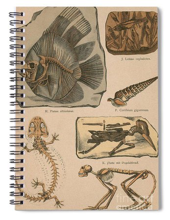 dinosaur notebook - Pesquisa Google