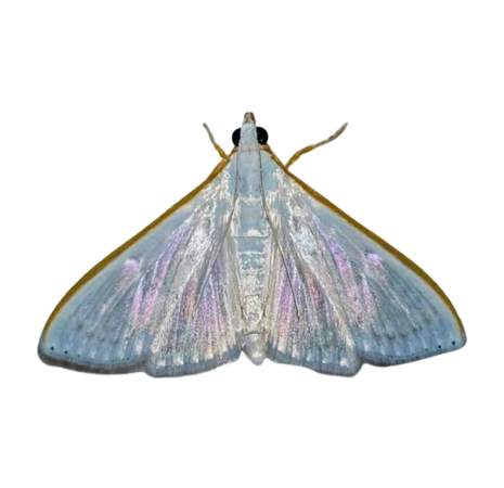irridiscent_blue_white_moth_transparent_png_snailspng_tumblr