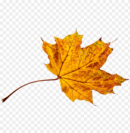 autumn-leaves-leaf-png-transparent-fall-color-autumn-leaves-fall-colors-png-background-840_859.png (840×859)
