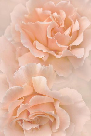 peach roses aesthetic - Google Search