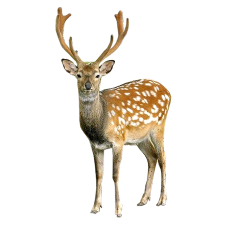 deer no background - Google Search