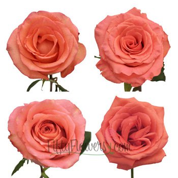 Salmon Pink Roses | FiftyFlowers.com