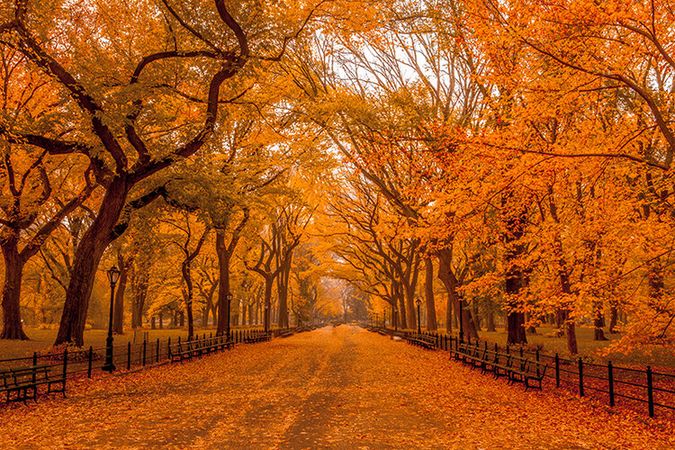 Central Park In Fall New York City — Anthony Quintano | Visual Journalist