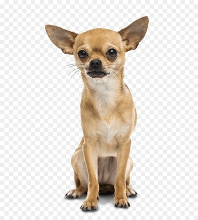 Dog Cartoon png download - 914*1000 - Free Transparent Chihuahua png Download. - CleanPNG / KissPNG