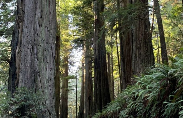 forest redwood tree 🌳 big