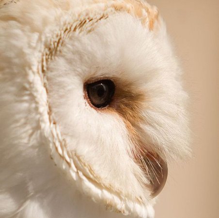 athena aesthetic owl