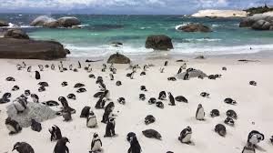 penguin beach - Google Search