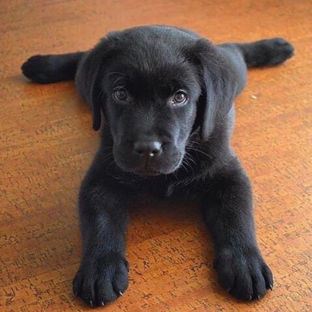 Black lab puppy Picture by @happylabr … | Lab puppies, Cute animals, Puppies