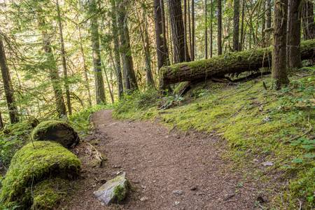 Trail Winds Through Thick Oregon Forest Covered In Moss Stock Photo, Picture And Royalty Free Image. Image 90332485.