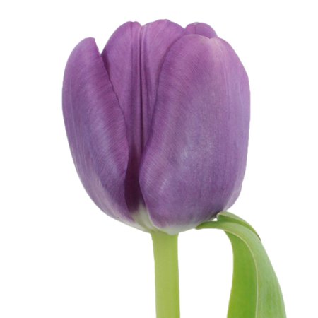 Violet Twilight Wholesale Tulips | FiftyFlowers.com