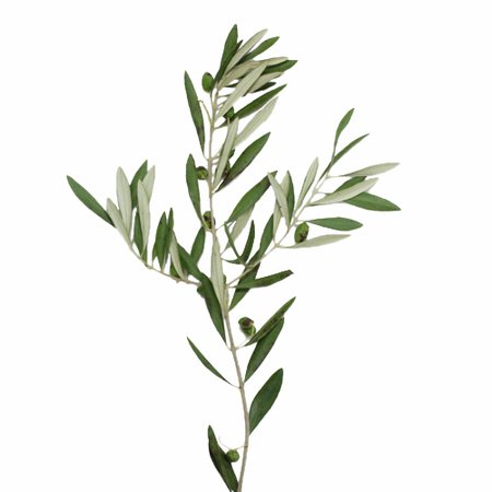 Fresh Cut Olive Branches Wholesale | FiftyFlowers.com