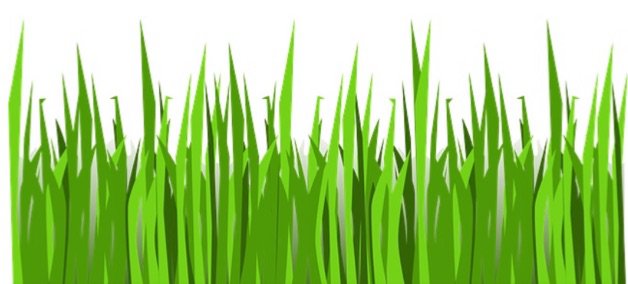grass by Wendyfer