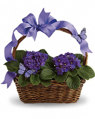 Violets And Butterflies in Ypsilanti MI - Enchanted Florist of Ypsilanti MI