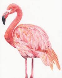 flamingo drawing - Google Search