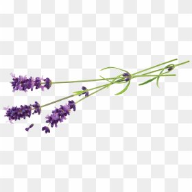 Lavender Flower Png - Natural Shampoo Wholesale Eu, Transparent Png - vhv