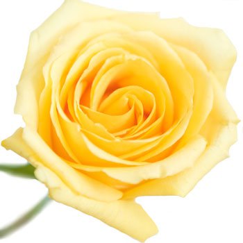 Yellow Rose Hummer