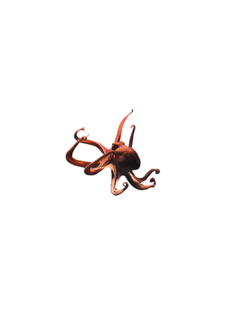 octopus animal