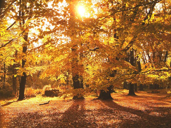 england in autumn - Google Search