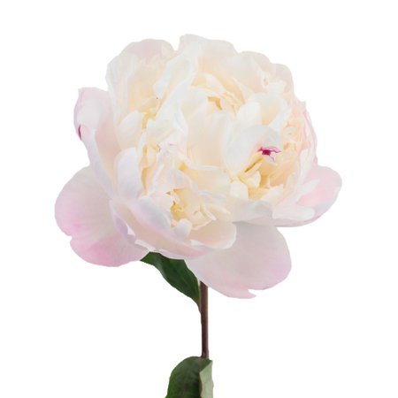 Gardenia Peony for May | FiftyFlowers.com