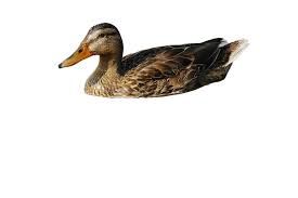 swimming ducks no background - Google Search