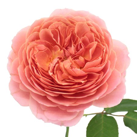 Cabbage Garden Rose Romantic Antique Pink l Fiftyflowers.com