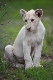 white lioness teen - Google Search