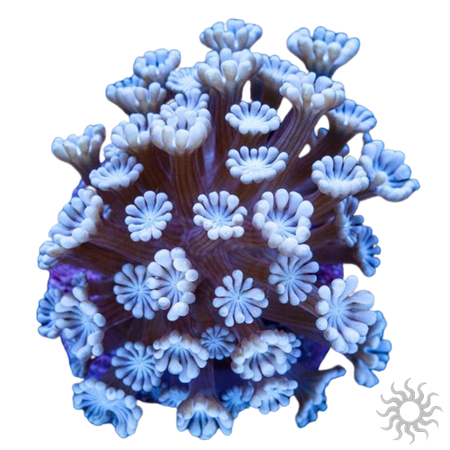 coral reef anemone