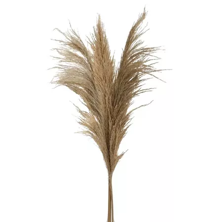 S/3 Κλαδί/Φυτό Natural Pampas Grass 3-85-909-0028 - decoramahome.gr