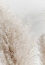 creme beige aesthetic background - Google Search