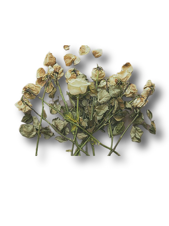 dead white flowers roses png