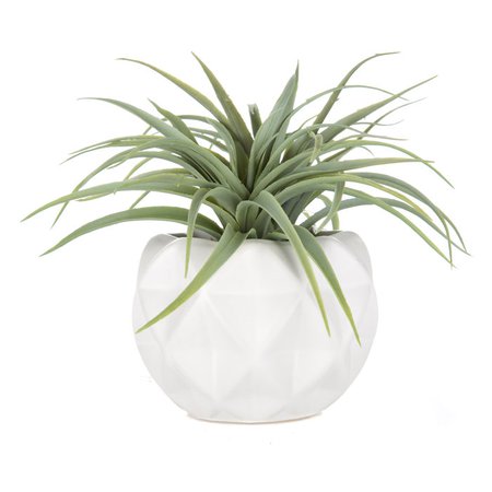 Air Plant in White Mod Container | Hobby Lobby | 80742122