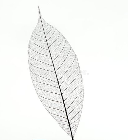 Small Grey Transparent Dried Fallen Leaf Stock Photo - Image of floral, pattern: 35209640