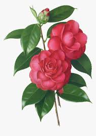 botanical camellia drawing - Google Search