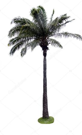 Havana palm