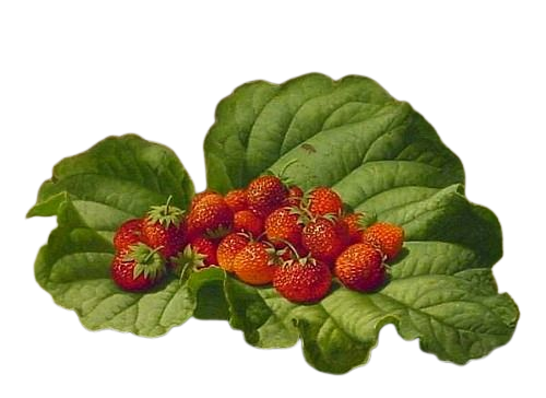 strawberries on a leaf