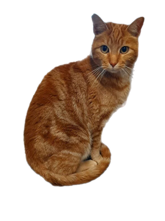 orange tabby cat cats