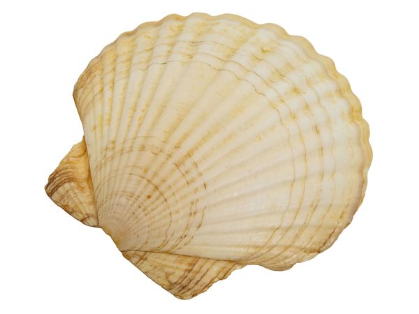 shell 🐚 🐚 beach ⛱️