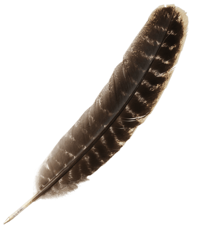 Quill Pen Natural Brown