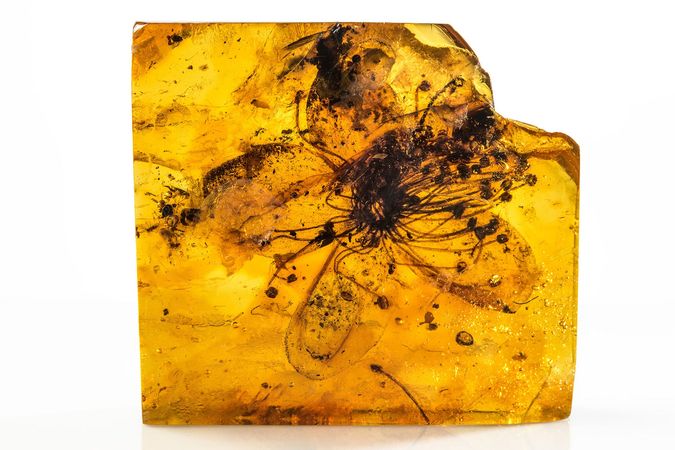 amber fossil dinosaur flower