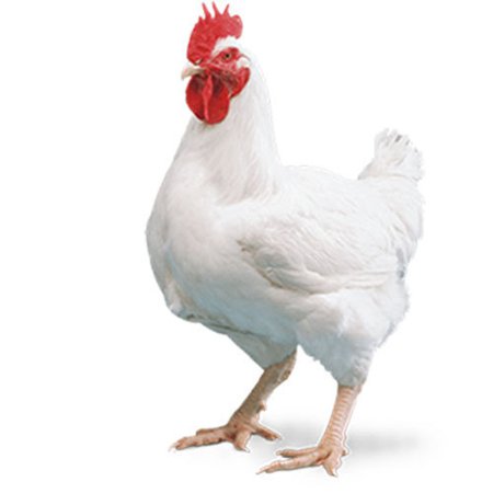 rooster - Google Search