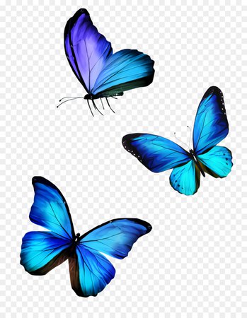 transparent-butterfly-insect-blue-moths-and-butterflies-azure-5d85c581c7f8f1.9616169115690479378191.jpg (900×1160)