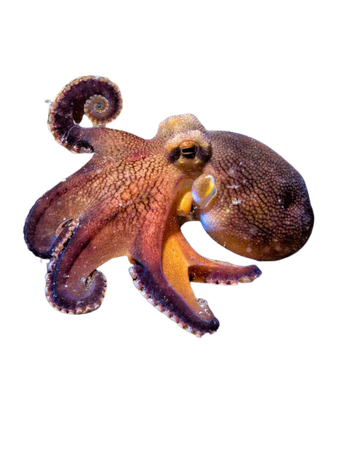 octopus animals