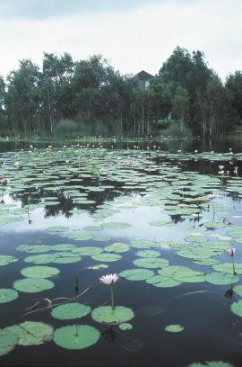 pond lilies - Google Search