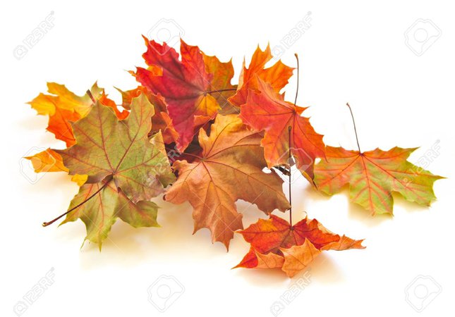 4900521-dry-colorful-autumn-leaves-on-white-background.jpg (1300×907)