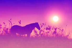 pink horses - Google Search