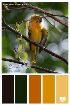 Color Palette: Little Birdie — Paper Heart Design