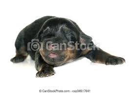 newborn rottweiler puppies - Google Search